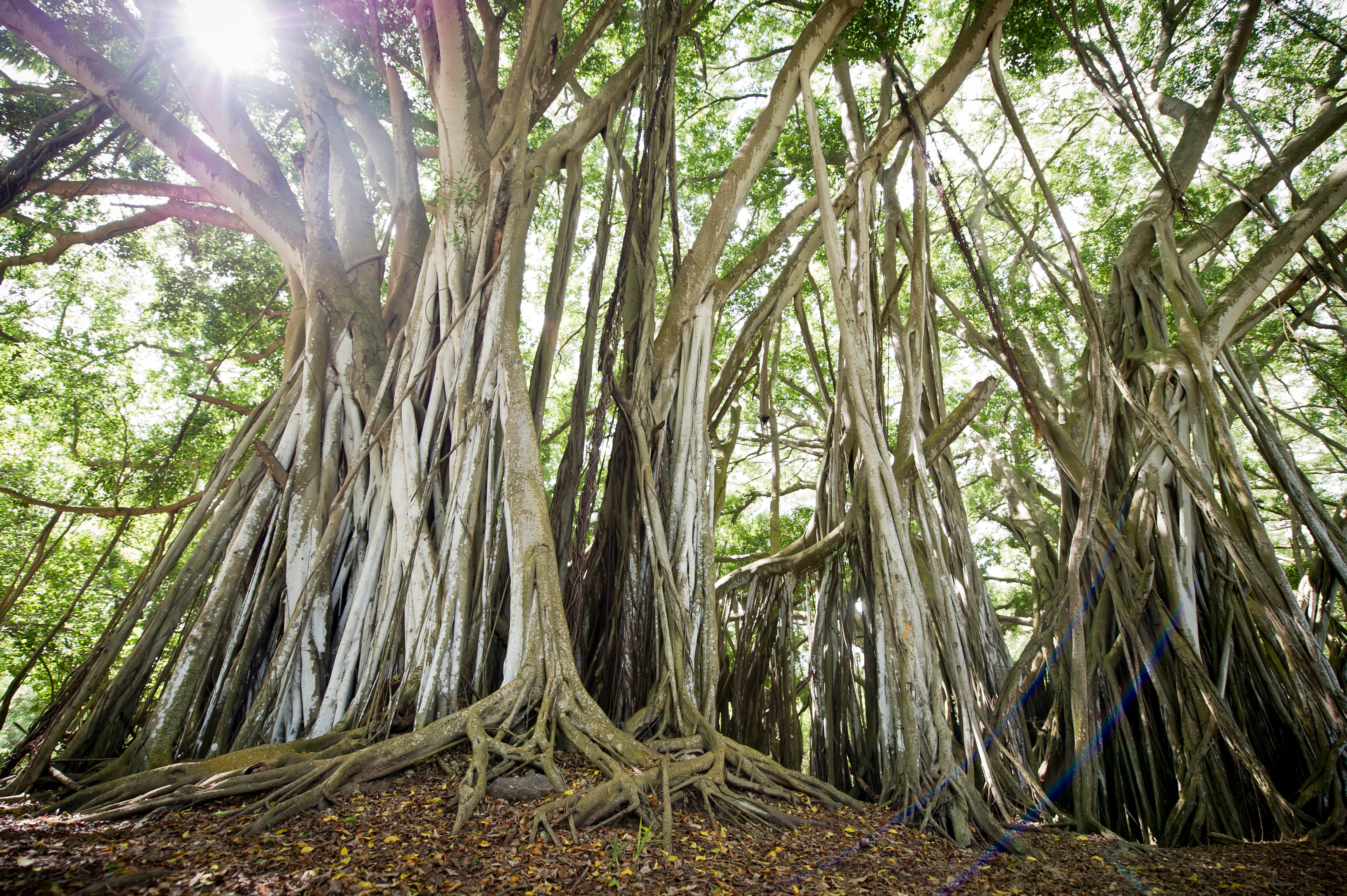 Banyan Tree