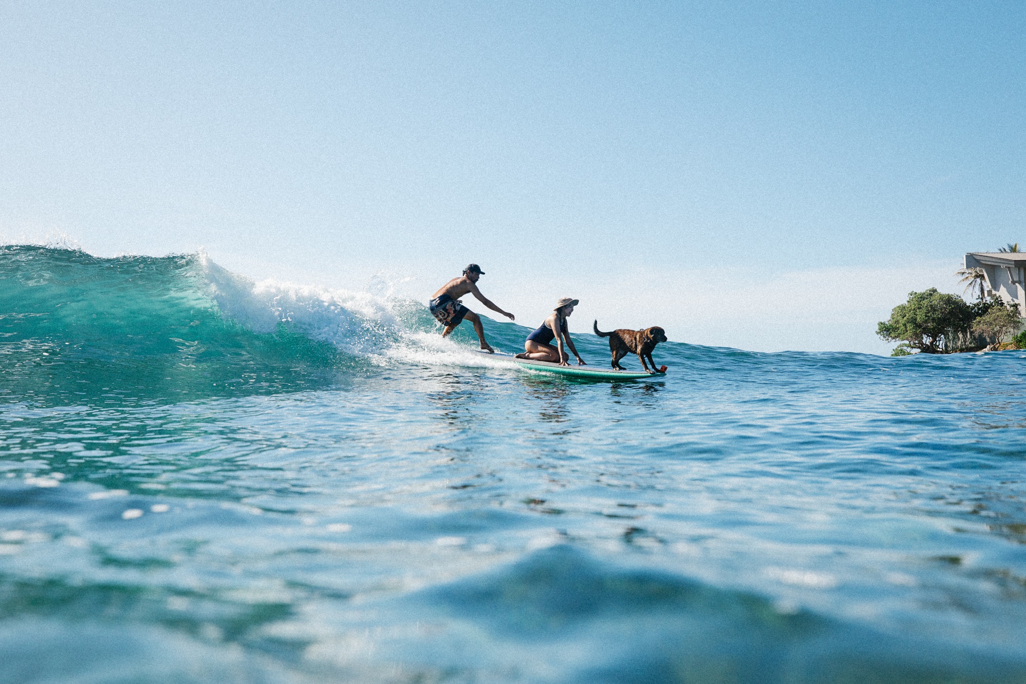 Surf with a Pup