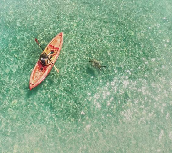 kayak turtle