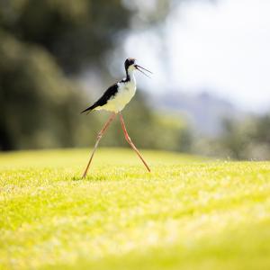 Hawaiian Stilt