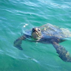 Turtle at Kawela Bay