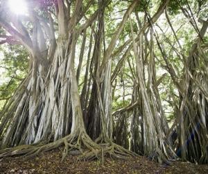 Banyan Tree
